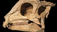 This 'magical' dinosaur specimen emerged from the ground like a polished jewel