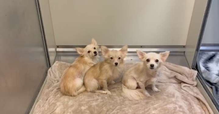 Dogs and cats rescued from ‘hoarder-like’ abandoned apartment
