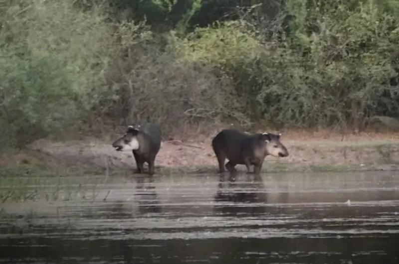 VIDEO| Hallazgo histórico: registran una pareja de tapires en una reserva del interior santiagueño