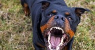 [ATENCIÓN] Colocarán chips de seguimiento a perros potencialmente peligrosos en Salta