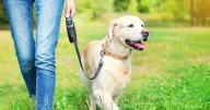 'I’m a dog trainer - I wish every owner would teach their pet this skill'