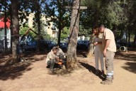 El Ayuntamiento inicia tratamientos en zonas verdes contra la ‘procesionaria del pino’