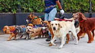 Ponen fin a una práctica recurrente en los parques de Bogotá: ojo si usted paga paseadores de perros