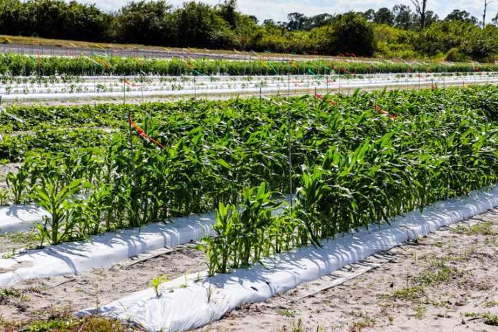 Sugarcane farmers threatened by tariffs