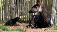 Sacramento Zoo celebrates its first okapi birth