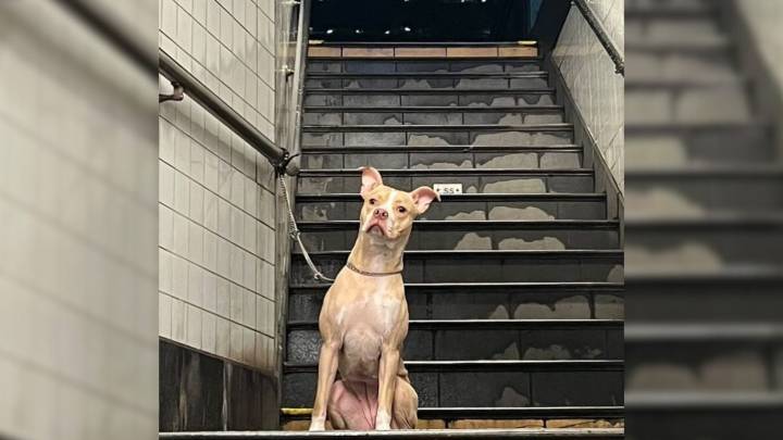 New York Woman Reacts With Shock After Finding Dog Tied To Pole In Subway