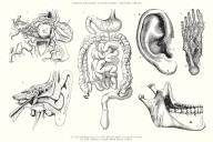 The dark history of medical illustrations and the question of consent