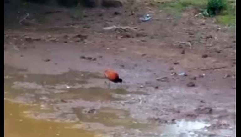 Una jacana de visita en un campo de Santa Martina