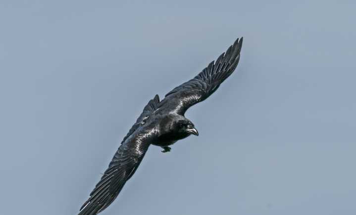 As the crow flies / how the crow flies