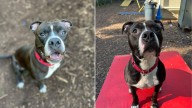 New York Shelter Dog Left Behind By Owner Still Dreams Of A Home After 1,400 Days
