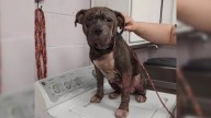 Rescuers Couldn’t Identify This Virginia Dog Until They Made A Shocking Discovery