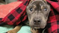 Where Autumn the pit bull was rescued at Frontier Park in Erie