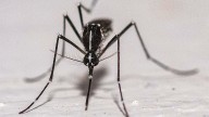 Mosquitoes found in Iceland for the first time, leaving only one mosquito