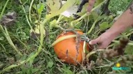 Growing, Eating and Educating with NanBop Farm: Tips for field pumpkin growing
