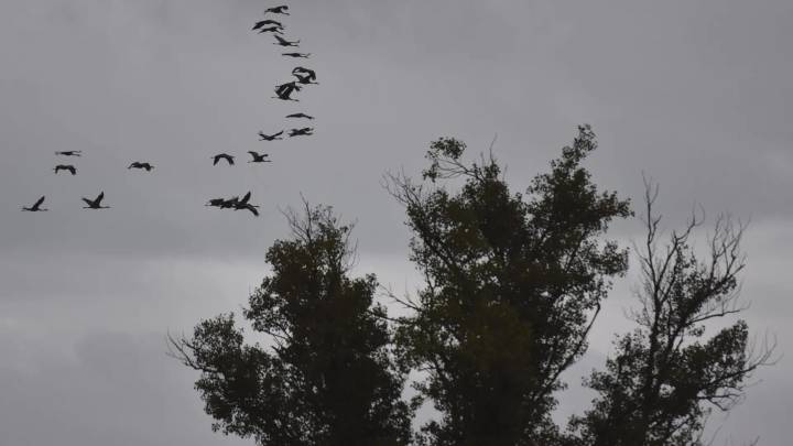 Una grulla enferma en La Sotonera alertó de la llegada de la gripe aviar