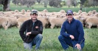 Hardie brothers prime lamb business from crossbred to Merinos