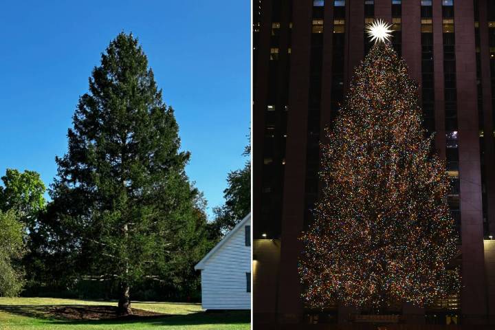 This Charming Upstate NY Town Known As ‘The Green Woods’ Is Gifting NYC Its 2025 Rockefeller Center Christmas Tree