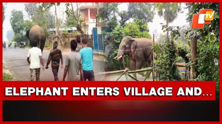 Wild Elephant Strays Into Malihata Village In Mayurbhanj, But…