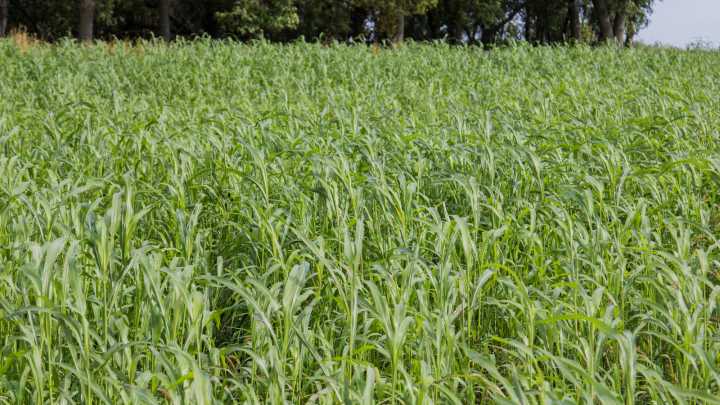 Keep Problematic Weeds Out Of Your Garden With One Fast