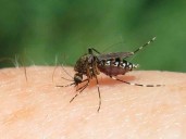 Mérida: Atrapada entre los mosquitos y la omisión municipal