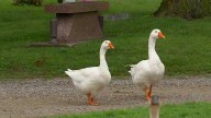Beloved goose at Iowa cemetery dies in hit