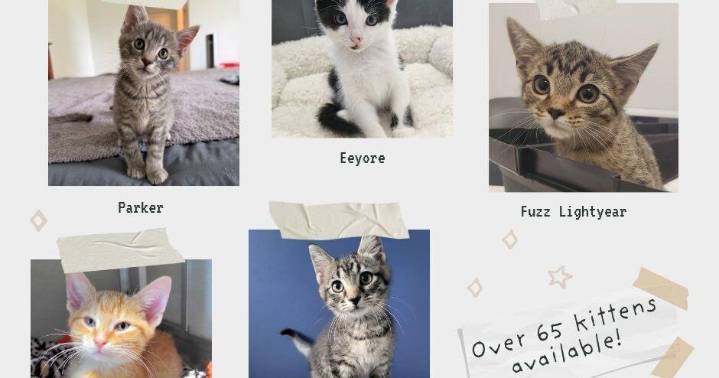HES offering 50% off adoption fees for kittens through October 31