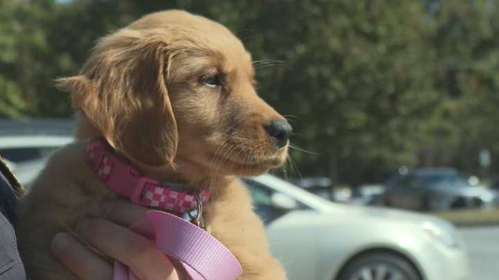 Greensboro’s Newest Firefighter Has Four Paws, a Big Heart… and No Name