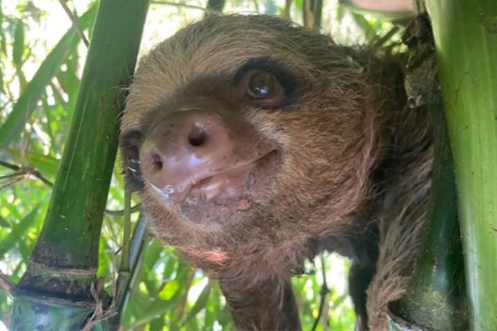 Serfor exige sanciones por maltrato a oso perezoso en Tocache