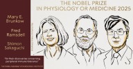 Premio Nobel de Medicina 2025: tres científicos ganan por su trabajo sobre la tolerancia inmune periférica