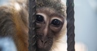 'Monkey-crushing' trial uncovers horror of animal torture ring
