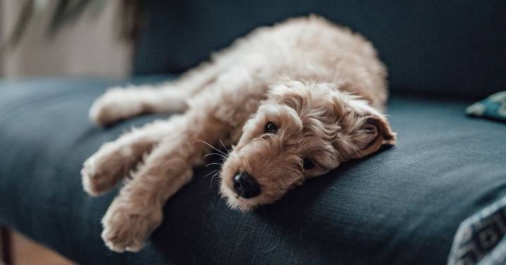 'Sad' thing dogs do when left alone will leave you in tears
