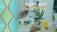 Why patchy state weed regulations may put your health at risk : Short Wave : NPR