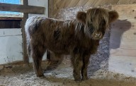 Miniature Scottish Highland caught and back home on a CT farm