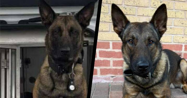 Thieves in Coventry caught with police dog after patrol car rammed