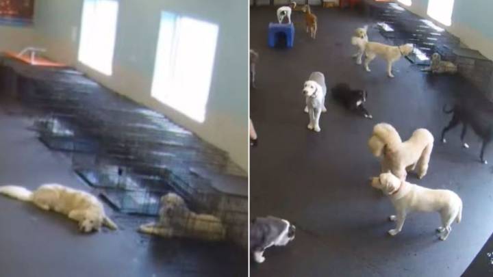 Illinois Golden Retriever Finds His Brother In A Crate And Does The Sweetest Thing