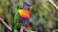 Australia’s largest citizen science project the Aussie Bird Count returns for its 12th year