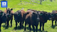 NSW seeks federal support for world-first mRNA foot and mouth disease vaccine