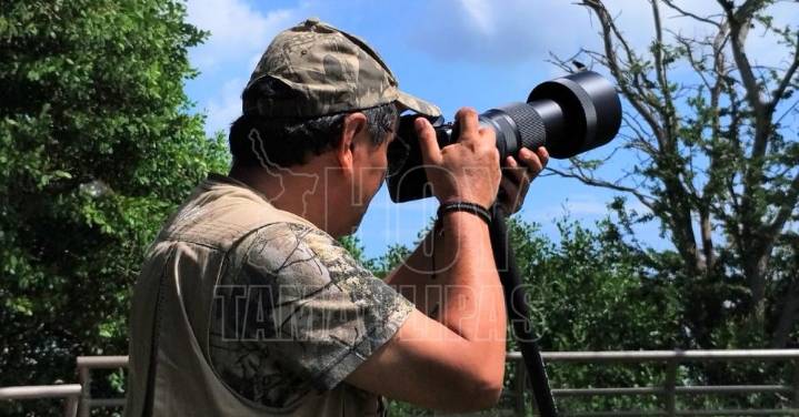 Tampico entra al radar mundial con avistamiento de aves