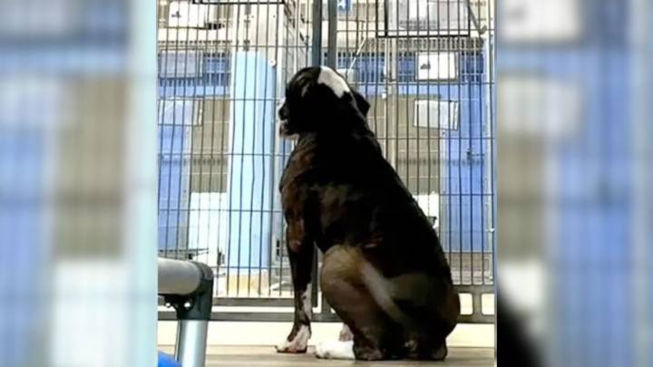 Florida Shelter Dog Still Waiting For A Home After All His Friends Are Adopted