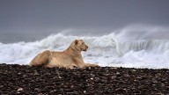 Leones en Namibia han cambiado su vida en el desierto por las playas