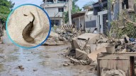 Captan gusanos cola de rata en calles inundadas de Veracruz; podrían causar enfermedades