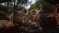 Mumbai wildlife photographer Nayan Khanolkar earns honour at Global WPY Award