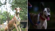 BSF Strengthens Border Security with Indigenous Rampur and Mudhol Hounds