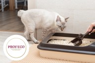 ¿Cuáles son las mejores arenas para gatos en según Profeco?: Lista completa