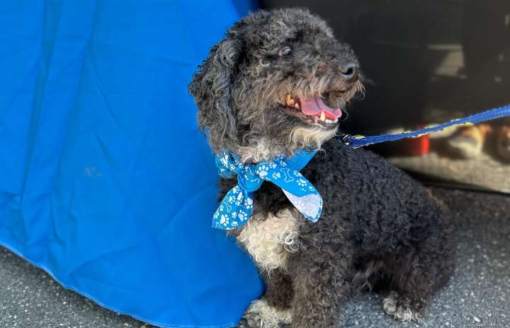 Dakin Humane Society celebrates annual Barks & Brews event to support animals in need