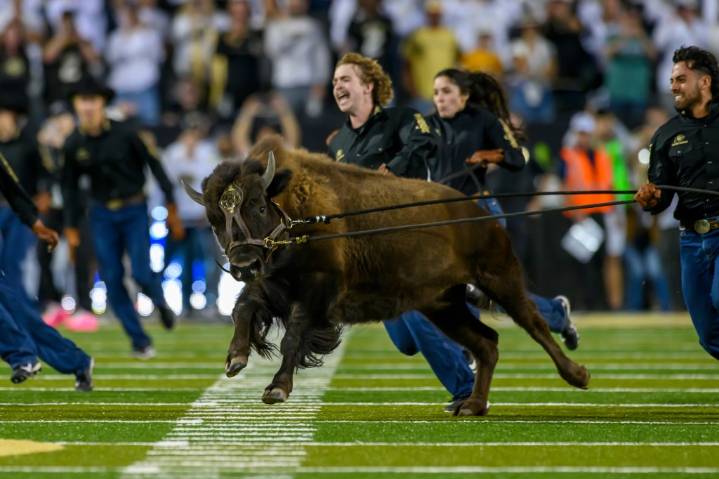 How Colorado’s new buffalo mascot is tied to a classic rock one