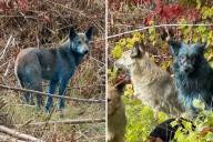 Mystery of Blue Dogs at Chernobyl Disaster Site May Have Been Solved