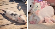 39 Heartbreakingly Cute Pigs You Need To See