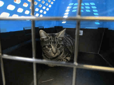 Oklahoma City Animal Shelter looking for pet pantry donations