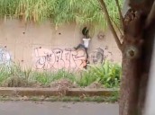 Vecinos del Bloque 9 denuncian paso irregular a través de muro que conecta con el Metro Los Teques